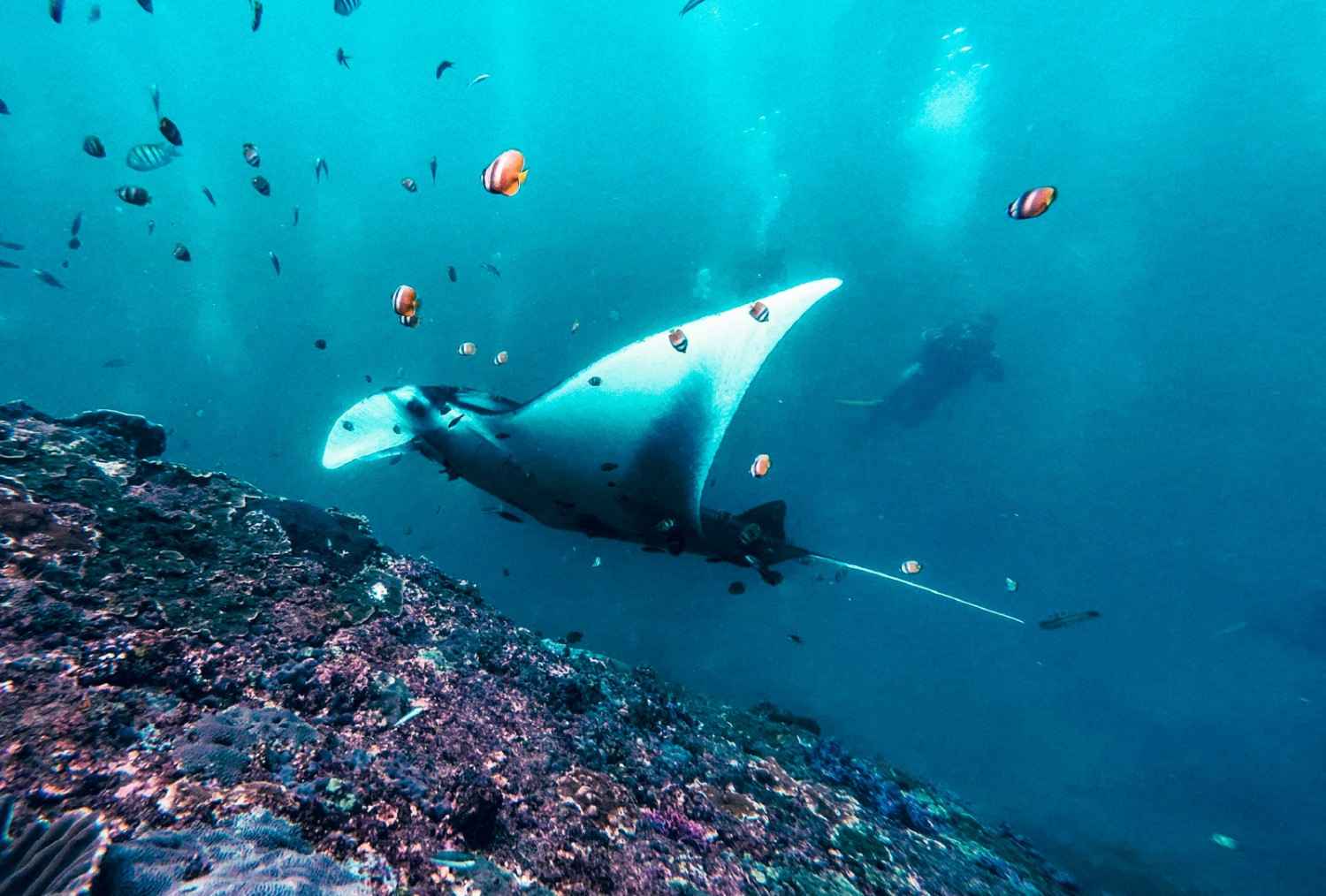 Manta Bay