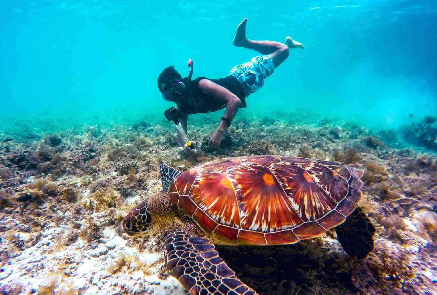 Snorkeling Unlimited Oceanic Pool